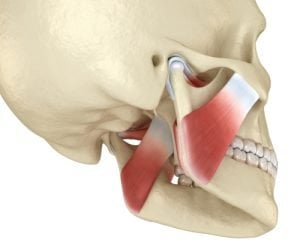 Temporomandibular joint